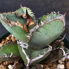 2026年最新】ロウルサンコ ラベルの人気アイテム - メルカリ