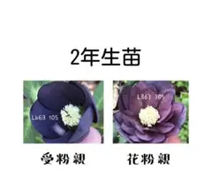 あい様 リクエスト 3点 まとめ商品