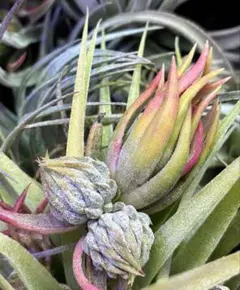 2026年最新】ionantha nizandaの人気アイテム - メルカリ