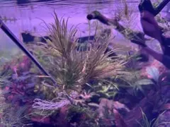 ブリクサショートリーフ4株　スネール無しのサムネイル