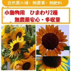 おまけ付　自然農の種　小動物用ひまわりの種　無農薬・無肥料
