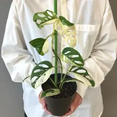 2025年最新】モンステラアクミナータの人気アイテム - メルカリ