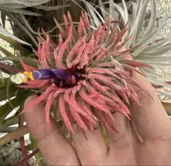 Tillandsia Pachara Red Phoenix 速達発送 Tillandsia Pachara Red Phoenix 速達発送 - メルカリ