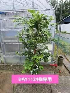 2026年最新】ジャボチカバ小葉の人気アイテム - メルカリ