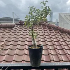 希少 6月入荷 10粒 ブルセラ アリダ ダークオレンジ 種子 種証明書あり19 希少 6月入荷 10粒 ブルセラ アリダ ダークオレンジ 種子 種証明