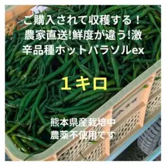 ご購入されて収穫する！農家直送!鮮度抜群!激辛品種ホットパラソルex3