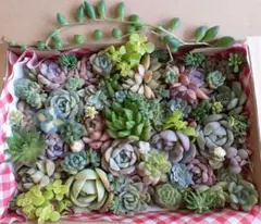 6 箱いっぱい　カット苗セット　多肉植物　寄せ植えセット