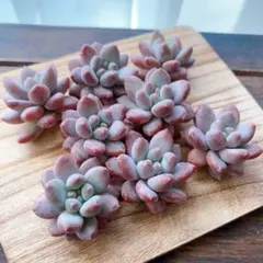 K❁h様 リクエスト 2点 まとめ商品