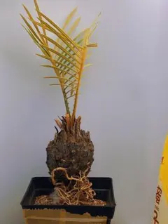 2026年最新】ソテツの葉の人気アイテム - メルカリ