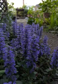 miyuki様専用 アジュガ、他のセット