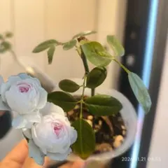 バラ苗/四季咲き「アース・エンジェル」　挿し木苗