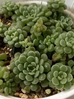 多肉植物 クラッスラ ドロシー 1ポット抜き苗 - メルカリ