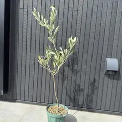 2025年最新】オリーブ苗木 カラマタの人気アイテム - メルカリ