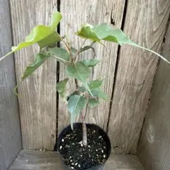 2025年最新】フィカスレリジオーサの人気アイテム - メルカリ