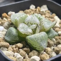 アリオカルプス 亀甲牡丹 国内 - 実生 - メルカリ