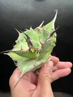 kur0様 リクエスト 3点 まとめ商品