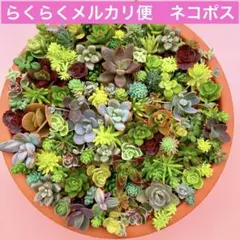 多肉植物　セダム　カット苗　詰め合せ ちまちま寄せ　寄せ植えセット　30種