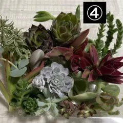多肉植物　多肉弁当　寄せ植えセット❤️ ④