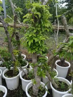 月桂樹苗／シンボルツリー 樹高140センチ 鉢植え 現品撮影 - メルカリ