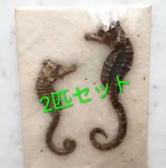 タツノオトシゴ 大きいサイズ タツノオトシゴ 標本 乾燥標本 魚 骨格