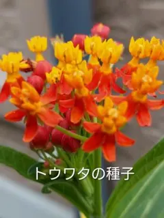 とんとん様 リクエスト 3点 まとめ商品