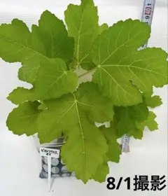 人気品種 ビオレソリエス 発根・根張り確認済みのサムネイル