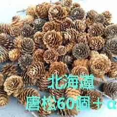 松ぼっくり(北海道の唐松)約60個 リース、スワッグに
