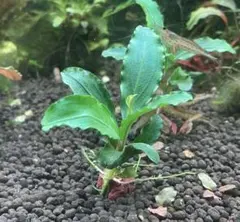 NICO様 リクエスト 3点 まとめ商品