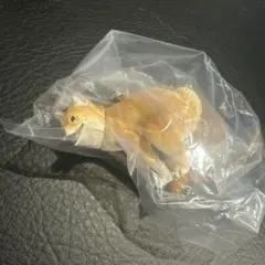 ふんばりーぬ 柴犬