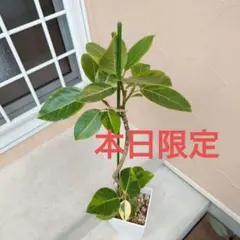 現品 フィカス ゴムの木 インドボダイジュ インド菩提樹 5番 曲がり