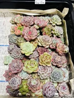 多肉植物　エケベリア　寄せ植え　中５個セット‼️【カット苗】