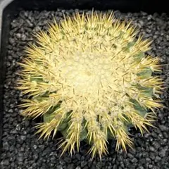 コルムナアルバ　現地球　孤竜丸　まん丸　コレクション Copiapoa cinerea var.columna-alba コピアポア コルムナアルバ 孤竜丸