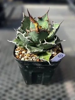 92 アガベ中株3株まとめ売りシーザー、フィリグリー、海王 92 アガベ中株3株まとめ売りシーザー、フィリグリー、海王 92