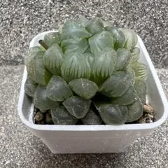 Macoco様 リクエスト 2点 まとめ商品