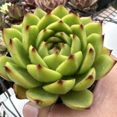 Top【選抜株】多肉植物 80573アンストーン 55個 鉢無し/脱土 - メルカリ