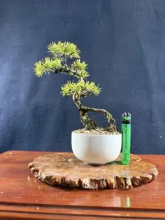 2026年最新】五葉松の人気アイテム - メルカリ