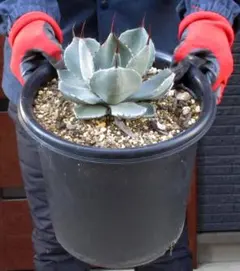 2026年最新】アガベ 吉祥天 パリーの人気アイテム - メルカリ