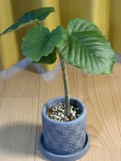 フィカス　ウンベラータ　観葉植物　鉢ごと発送のサムネイル