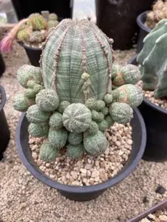 kube様 リクエスト 5点 まとめ商品