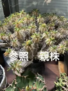 2026年最新】ギラウミニアナ種子の人気アイテム - メルカリ