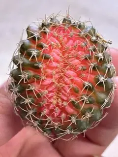 C212ギムノカリキウム 緋牡丹缀化錦 サボテン 観葉植物のサムネイル