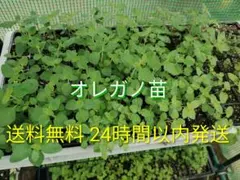 オレガノ　苗　3本　24時間以内発送　送料無料　ハーブのサムネイル