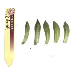2026年最新】青鬼 多肉の人気アイテム - メルカリ