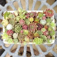 ☆速達付き☆♡そのまま飾れる♡カゴバスケット♬可愛い多肉植物寄せ