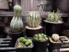 2025年最新】オベサ 綴化の人気アイテム - メルカリ