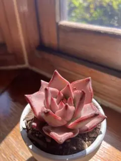 Kaori.様 リクエスト 2点 まとめ商品