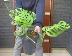 超希少❗️登り棒❗️サイズ大❗️モンステラ　エスケレート✨ メルカリ