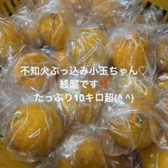 熊本不知火ぶっ込み小玉ちゃん最終のサムネイル