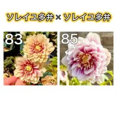 2026年最新】ソレイユ クリスマスローズの人気アイテム - メルカリ