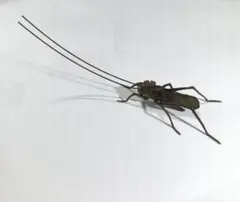 金工　古鉄細工　バッタ　飛蝗　昆虫　紙鎮　置物　C　R9779 金工 古鉄細工 バッタ 飛蝗 昆虫 紙鎮 置物 C R9779 - メルカリ